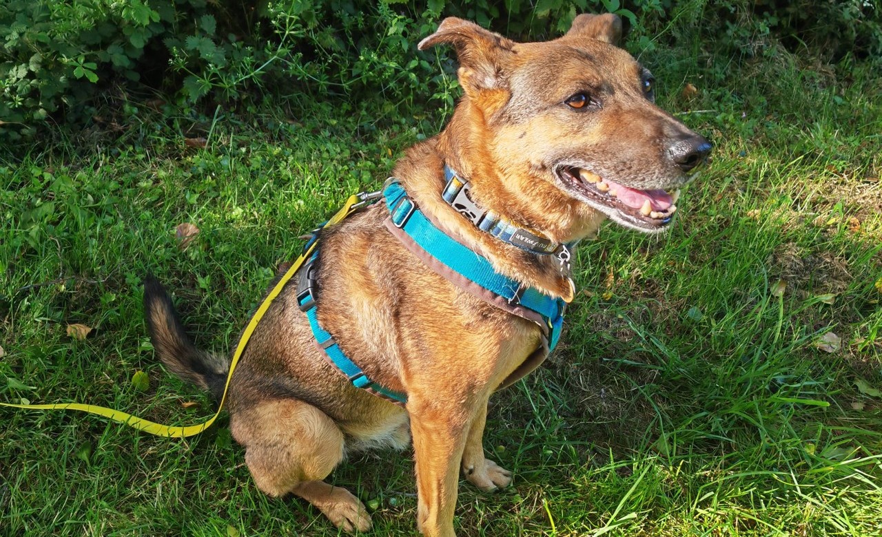 Charlie the Romanian rescue dog