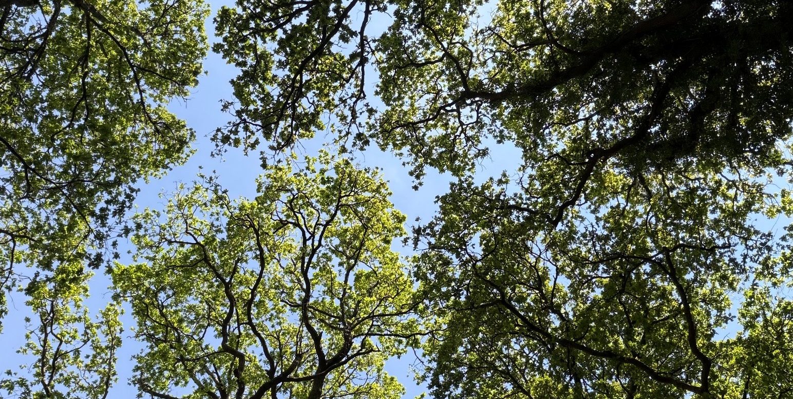 Trees in autumn, looking up at the sky